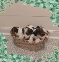 Pumpkin, a female Yorkshire Terrier and Biewer for sale in Granbury, TX – 4 of 9