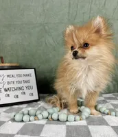 Scooter, a male Pomeranian for sale in Greenwood, IN – Photo 4 of 5