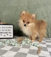Scooter, a male Pomeranian for sale in Greenwood, IN – Photo 5 of 5