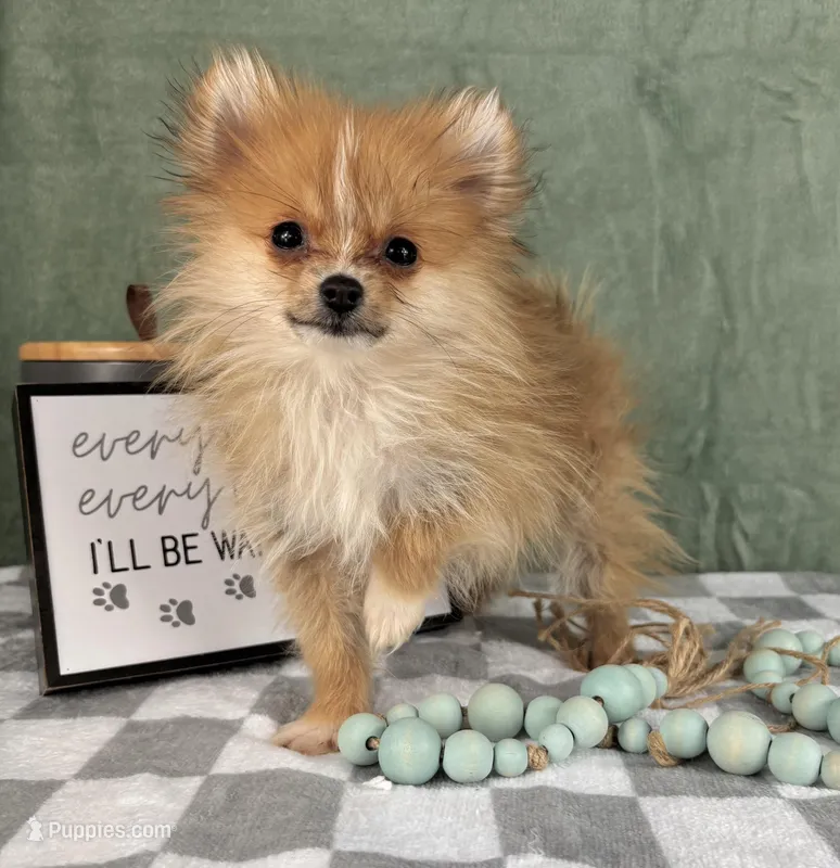 Scooter, a male Pomeranian for sale in Greenwood, IN – Photo 1 of 5