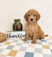 Briar, a female Miniature Goldendoodle for sale in Greenwood, IN – 2 of 5