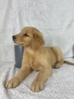 Rosie, a female Golden Retriever for sale in Greenwood, IN – 5 of 5