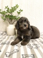 Arlo, a male Miniature Aussiedoodle for sale in Greenwood, IN – 2 of 5