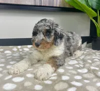 Bonnie, a female Miniature Bernedoodle for sale in Greenwood, IN – 2 of 7