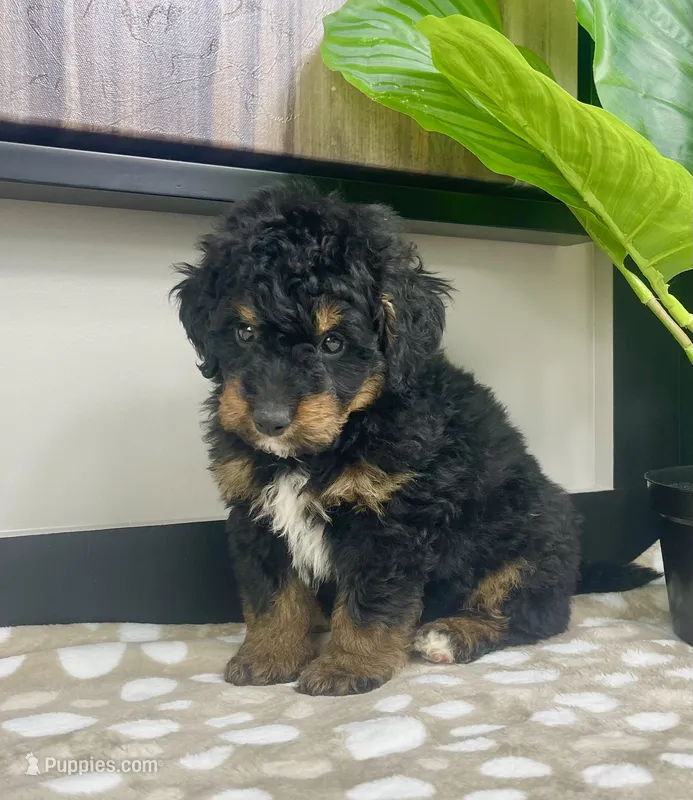 Basil – Miniature Bernedoodle puppy for sale in Greenwood, IN