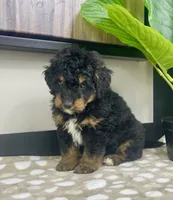 Basil, a female Miniature Bernedoodle for sale in Greenwood, IN – 1 of 6