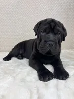 Hattie, a female Cocker Spaniel and Miniature Shar-Pei for sale in Greenwood, IN – Photo 4 of 5