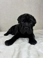 Hattie, a female Cocker Spaniel and Miniature Shar-Pei for sale in Greenwood, IN – Photo 5 of 5