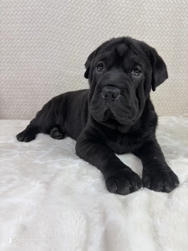 Hattie – Cocker Spaniel, Miniature Shar-Pei puppy for sale in Greenwood, IN