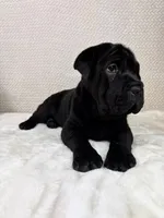 Hattie, a female Cocker Spaniel and Miniature Shar-Pei for sale in Greenwood, IN – Photo 3 of 5