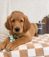 Finley, a male Golden Retriever for sale in Franklin, IN – 2 of 5