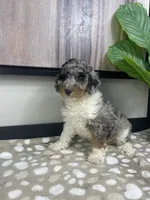 Bonnie, a female Miniature Bernedoodle for sale in Greenwood, IN – 5 of 7