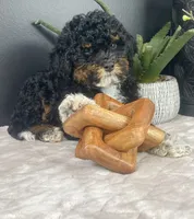 Bambi , a female Miniature Bernedoodle for sale in Greenwood, IN – 5 of 5