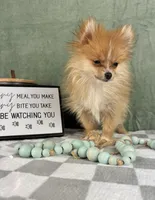 Scooter, a male Pomeranian for sale in Greenwood, IN – Photo 3 of 6