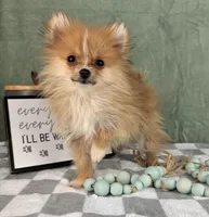 Scooter, a male Pomeranian for sale in Greenwood, IN – Photo 2 of 6