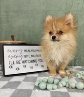 Scooter, a male Pomeranian for sale in Greenwood, IN – Photo 4 of 6