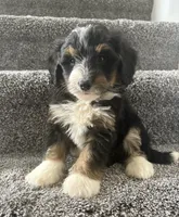 Brody, a male Miniature Bernedoodle for sale in Greenwood, IN – 3 of 5