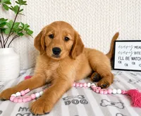 Greer, a female Golden Retriever for sale in Greenwood, IN – 2 of 3
