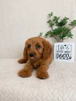 Murphy, a male Cavapoo for sale in Greenwood, IN – 2 of 6