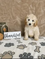 Biscuit, a male Miniature Goldendoodle for sale in Greenwood, IN – 3 of 4