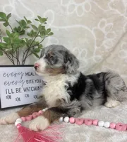 Brielle, a female Miniature Bernedoodle for sale in Greenwood, IN – Photo 5 of 5