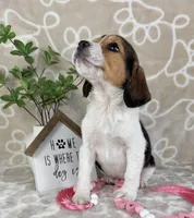 Eloise, a female Beagle for sale in Greenwood, IN – Photo 10 of 10
