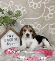 Eloise, a female Beagle for sale in Greenwood, IN – Photo 8 of 10