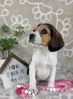 Eloise, a female Beagle for sale in Greenwood, IN – Photo 3 of 10