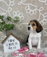 Eloise, a female Beagle for sale in Greenwood, IN – Photo 6 of 10