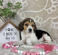 Eloise, a female Beagle for sale in Greenwood, IN – Photo 7 of 10