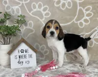 Eloise, a female Beagle for sale in Greenwood, IN – Photo 5 of 10
