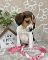 Eloise, a female Beagle for sale in Greenwood, IN – Photo 1 of 10