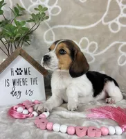 Eloise, a female Beagle for sale in Greenwood, IN – Photo 4 of 10