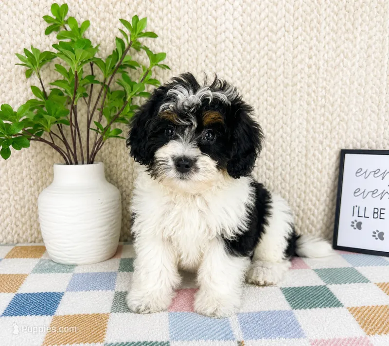  Brielle – Miniature Bernedoodle puppy for sale in Greenwood, IN