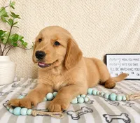 George, a male Golden Retriever for sale in Greenwood, IN – 3 of 3