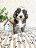 Alfie, a male Miniature Aussiedoodle for sale in Greenwood, IN – 4 of 5