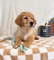 Stanley, a male Golden Retriever for sale in Franklin, IN – 4 of 5