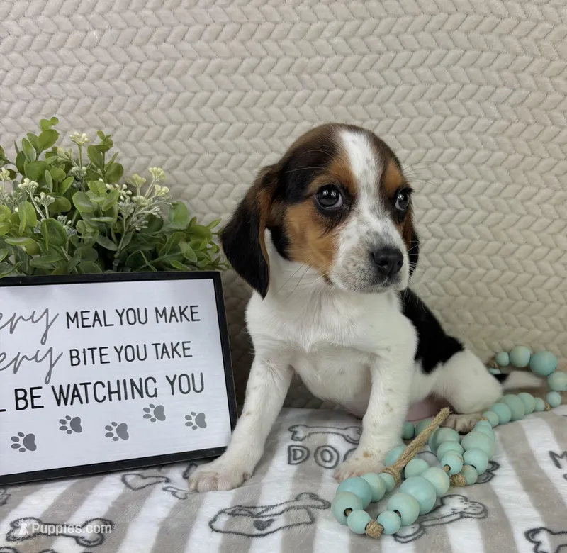 Edison – Beagle puppy for sale in Greenwood, IN