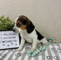 Edison, a male Beagle for sale in Greenwood, IN – Photo 3 of 5