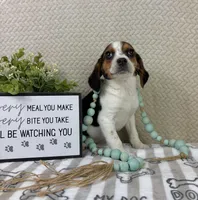 Edison, a male Beagle for sale in Greenwood, IN – Photo 5 of 5