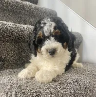 Baylor, a male Miniature Bernedoodle for sale in Greenwood, IN – 5 of 5