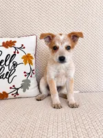 Huxley, a male Australian Cattle Dog for sale in Indianapolis, IN – 5 of 5