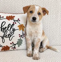 Harley, a male Australian Cattle Dog for sale in Indianapolis, IN – 4 of 5