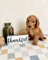 Briggs, a male Miniature Goldendoodle for sale in Greenwood, IN – 4 of 4