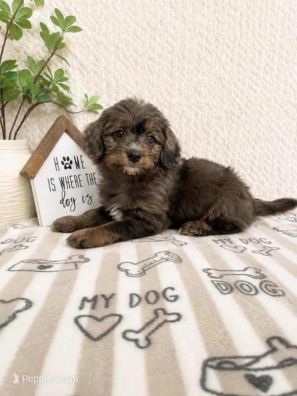 Arlo – Miniature Aussiedoodle puppy for sale in Greenwood, IN
