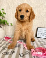 Greer, a female Golden Retriever for sale in Greenwood, IN – 3 of 3