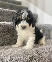 Baylor, a male Miniature Bernedoodle for sale in Greenwood, IN – 2 of 5