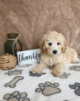 Biscuit, a male Miniature Goldendoodle for sale in Greenwood, IN – 4 of 4
