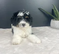  Brielle, a female Miniature Bernedoodle for sale in Greenwood, IN – 3 of 6