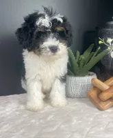  Brielle, a female Miniature Bernedoodle for sale in Greenwood, IN – 6 of 6